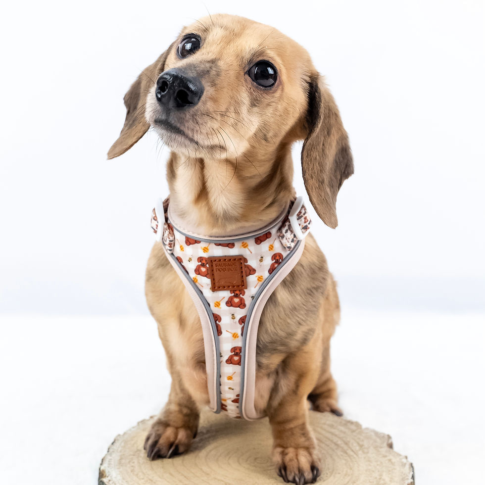 Miniatura: Honey Bear DoxieLite Sausage Dog Anti-Rub Harness