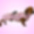 Pink dachshund coat