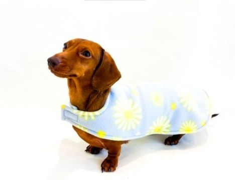 Thumbnail: Sausage Dog Box Dachshund Designer Daisy Jacket Coat