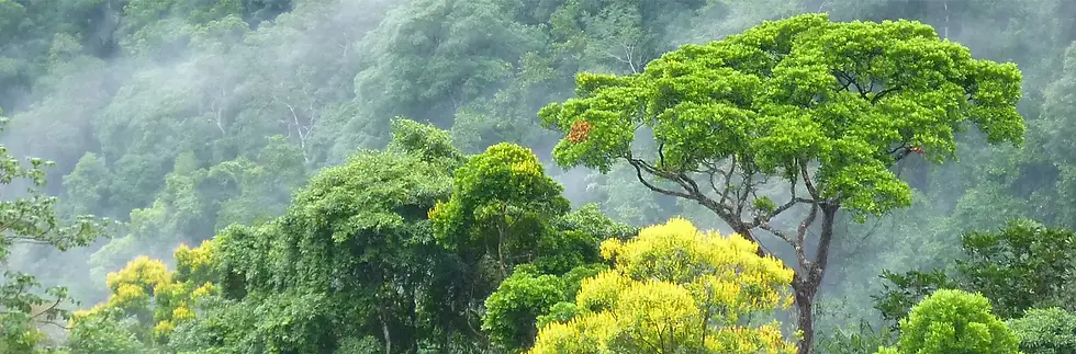 Preserving the Carate River Valley Rainforest.webp