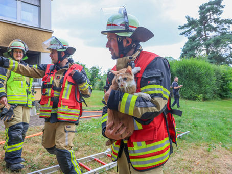 (SG) Katzen bei ausgedehntem Küchenbrand gerettet
