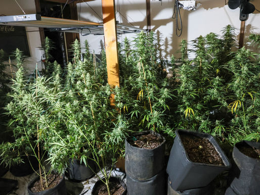 (W) Große Cannabisplantage durch Stromklau entdeckt
