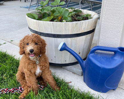 Lainey Sarge S21 Wally now owned by Curtis family at home.jpeg