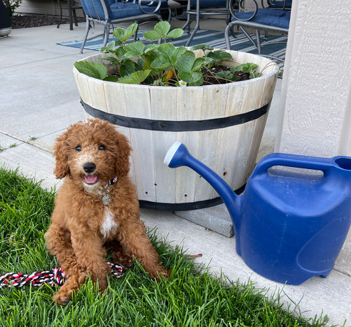 Lainey Sarge S21 Wally now owned by Curtis family at home.jpeg