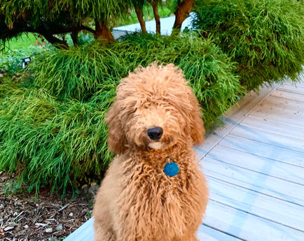 Lainey Sarge SP21 now owned by Nenita.jpeg