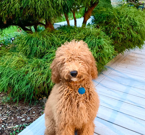 Lainey Sarge SP21 now owned by Nenita.jpeg