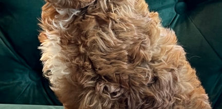 Scooter - 10 wks.jpeg