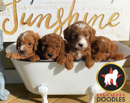 Lainey's SP2020 6 wks.jpg