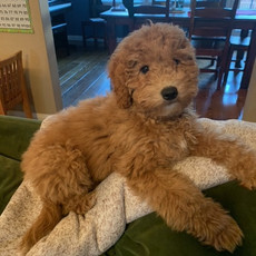 Penny & Tigger's Fall 2020 Petite Goldendoodle Litter