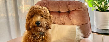 Lars from Boo & Lincoln