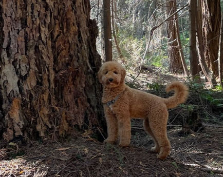 Molly from Lainey & Sarge