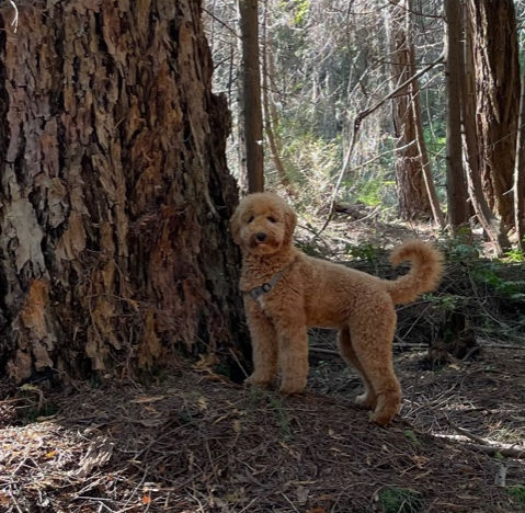 Molly from Lainey & Sarge