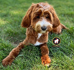 Charlie - 7 months (1).jpg