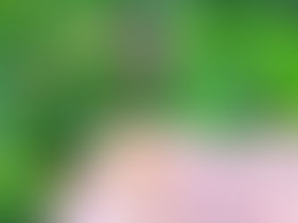 Het jaar van de rat: een terugblik