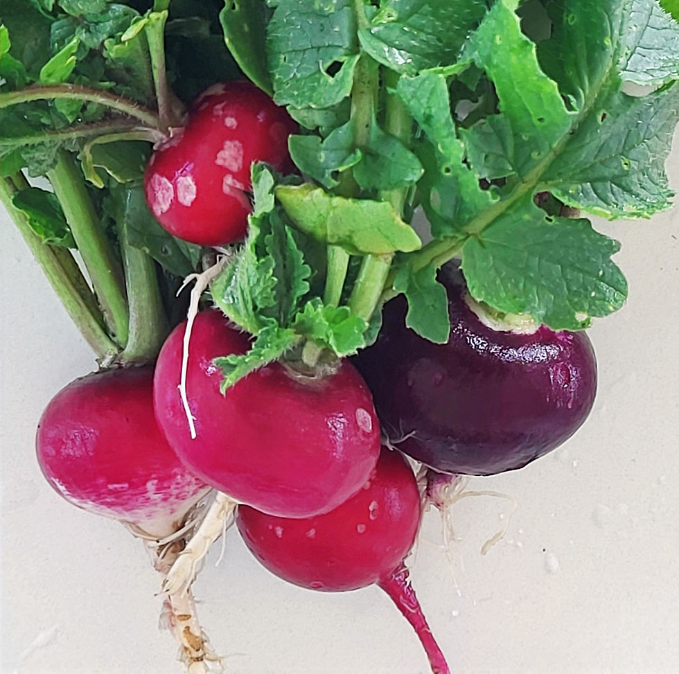 Radijsjes moestuin