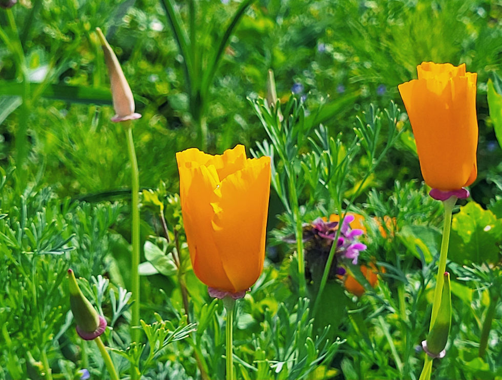 Slaapmutsje bloem