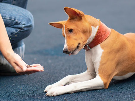 Does Dog Behavior Training Help With Aggression?