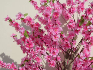 Highlight Video of Chinese New Year (2026)