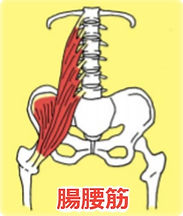 腸腰筋