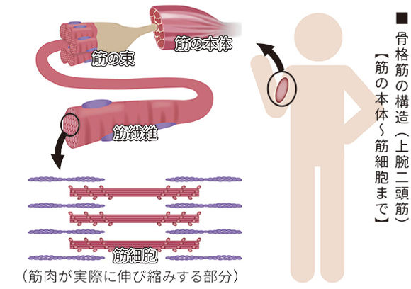 筋細胞リリース
