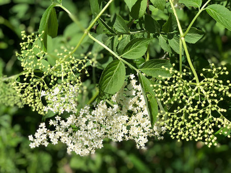 Wildkräuter-Impulse im Hollunder-Rausch