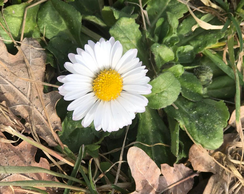 Bellis Perennis Die Ausdauernde Schone