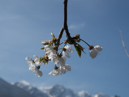 Knospen von Kräutern und Bäumen: Geballte Kraft