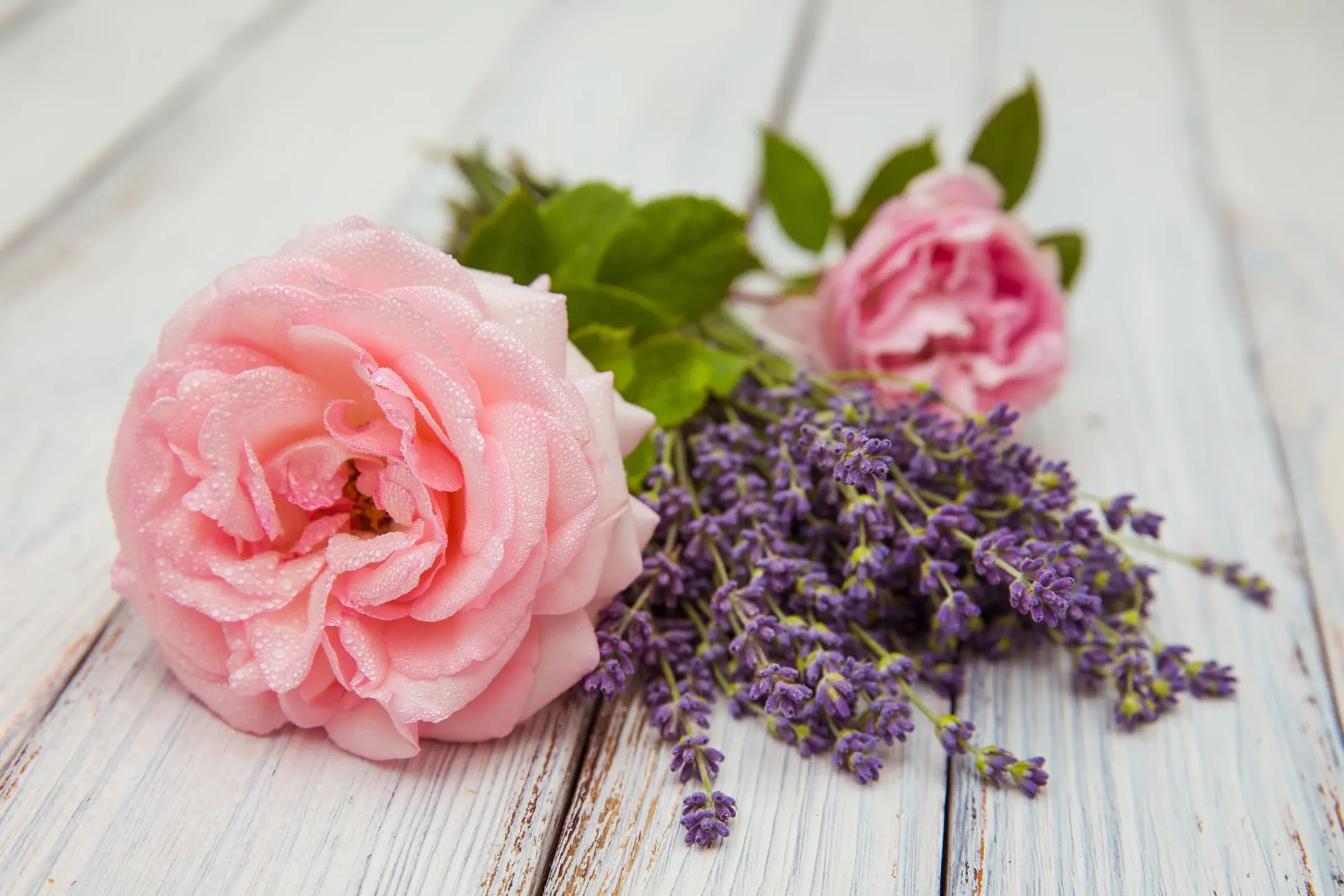 We Danced: Damask Rose | Lavender