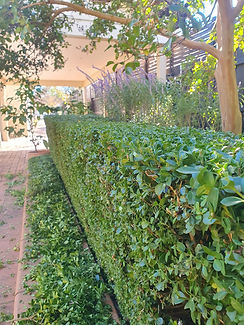 Hedge trimming Ivanhoe.jpg