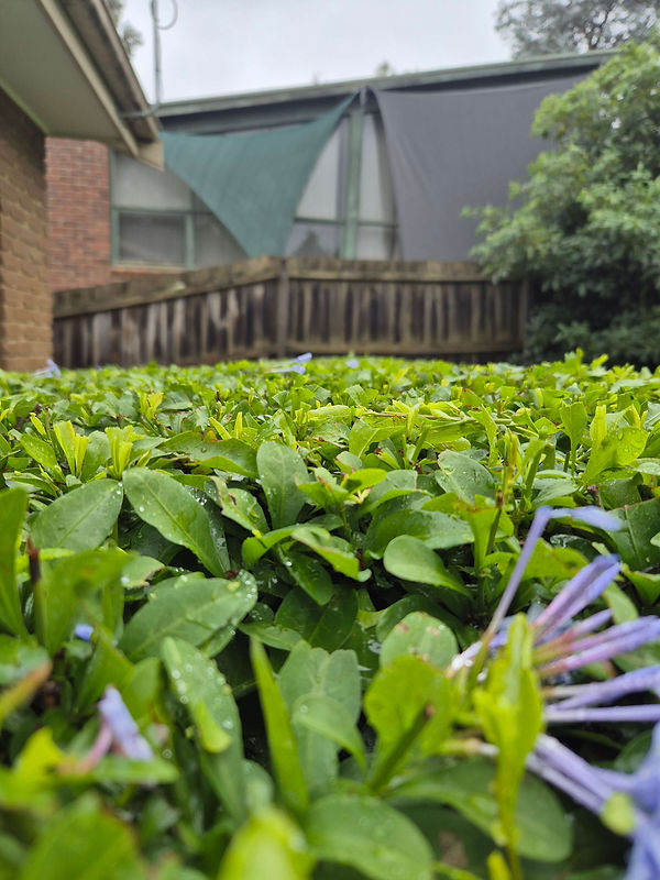 Professional hedge trimming services maintaining neat residential hedges in Melbourne (1).