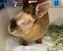 Coneja2.jpg