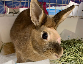 Coneja.jpg