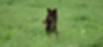 Hundeschule Slydog