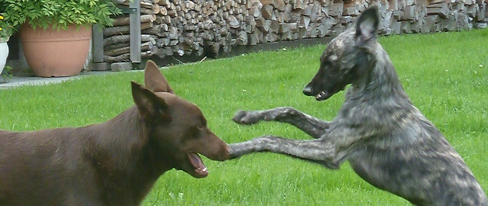 SLYDOG Hunde verstehen