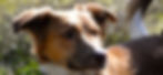 Slydog