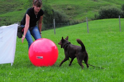 Treibball Slydog