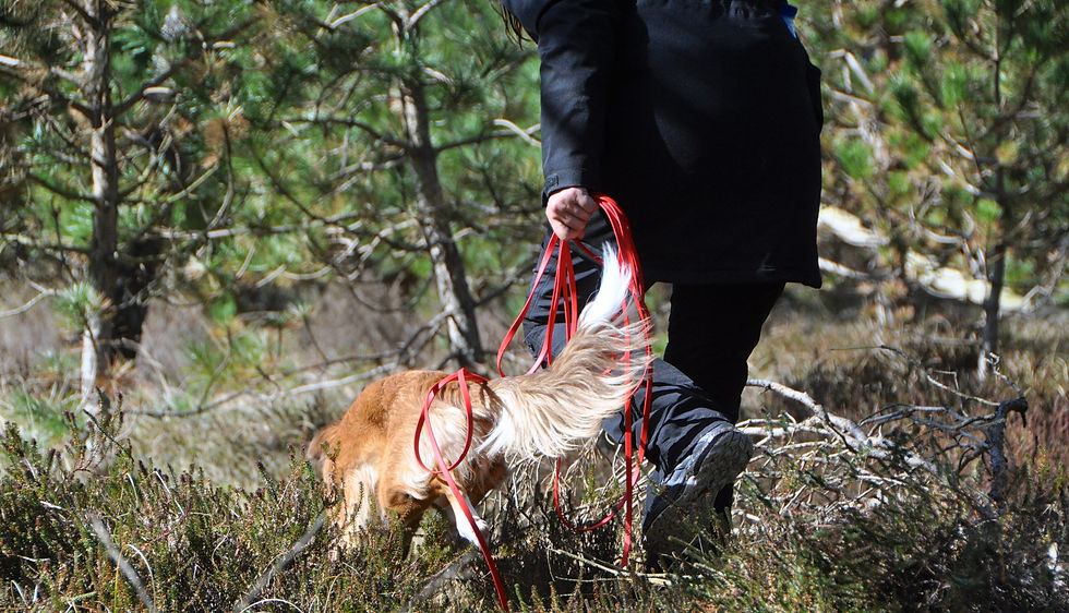Kynogogik Hundeschule