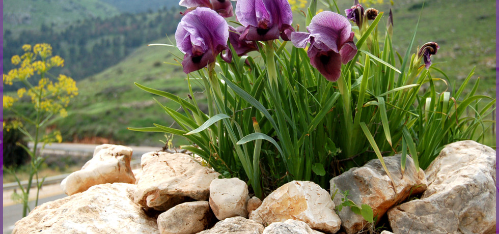 אירוס הגלבוע 1.jpg