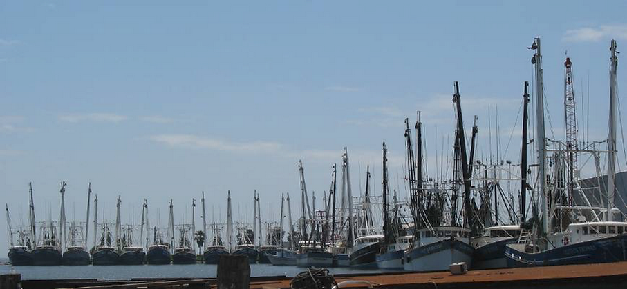 Shrimp Fishing Fleet