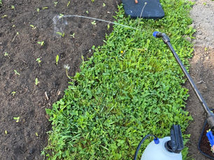 Using and making natural fertilizer inputs for cut flowers