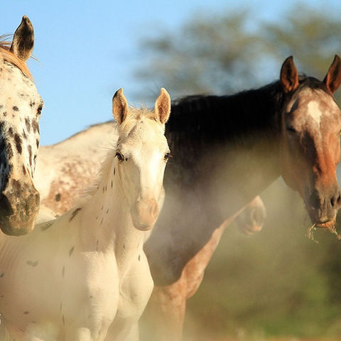 Appaloosa Foal