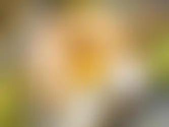 Sajt és egészség- a kutatások tükrében 🧀