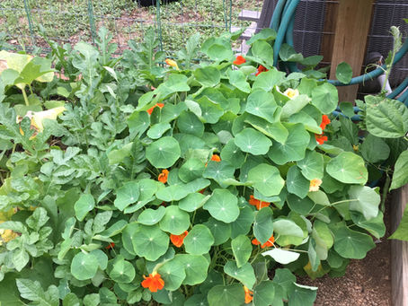 Growing Nasturtiums: The Beauty and Benefits