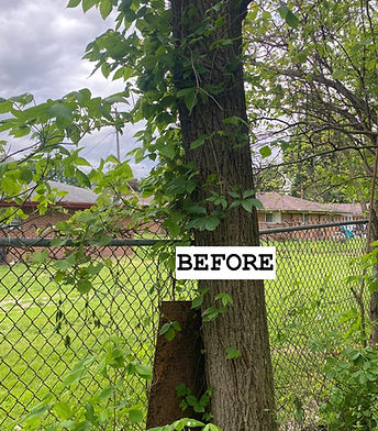Poison ivy on a tree in yard detection