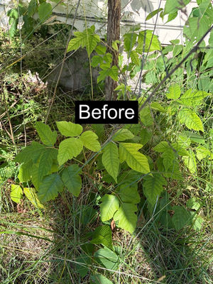 Yard full of poison ivy - detected.