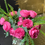 Thumbnail: Artificial Peonies – Large Bunch with Greenery 30cm