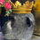 Thumbnail: Large Black Gorilla Monkey Head With Gold Crown 25cm