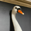 Thumbnail: 57.5cm White Swan Head Wall Figure