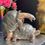 Thumbnail: "Happy" Tortoises Ornament Funny Cheeky Resin Figure
