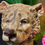 Thumbnail: Large Ceramic Lioness Head Vase